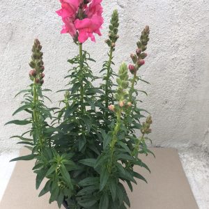 Antirrhinum