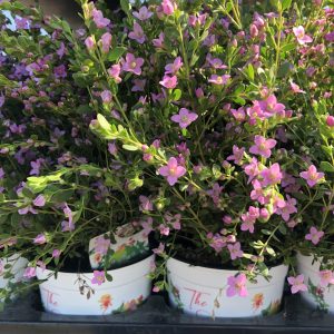 BORONIA CRENULATA3M-15