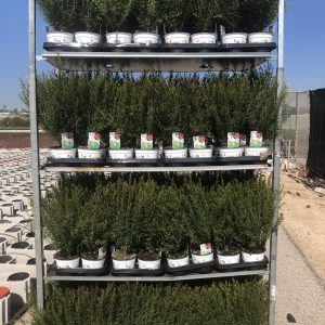 Boronia heterophylla 15 2