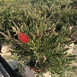 CALLISTEMUM CITRINUS M-19