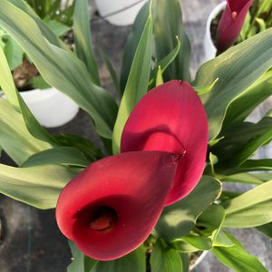 Calla color3