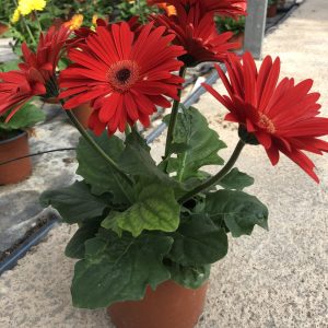 Gerbera