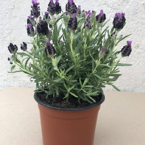 LAVANDA STOECHAS M-15