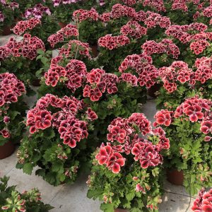 Pelargonium