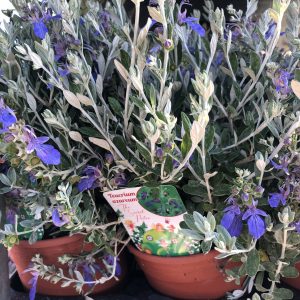 TEUCRIUM AZUREUM M-15