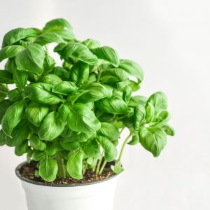 basil-3729618_1920