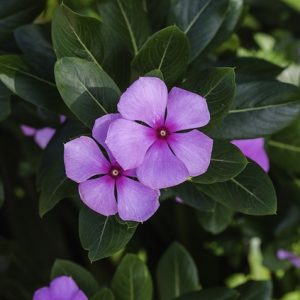 periwinkle-166913_640