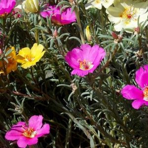 portulaca-2606950_640