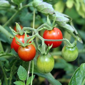 tomatoes-2669861_640